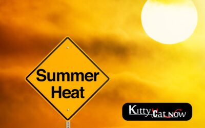 How to Heat Up Your Summer Parties with Exotic Dancers in New Orleans